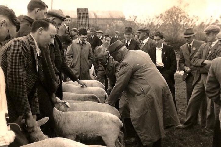 231120 Sons of the Soil sheep showing